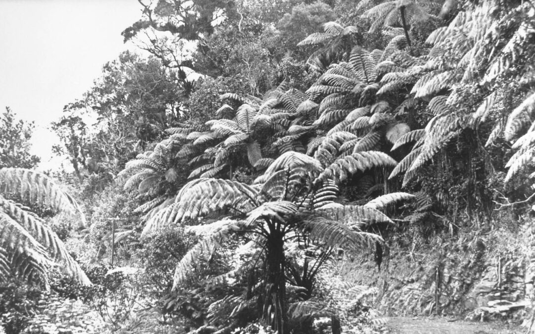 A Little Local History – McElwain’s Road